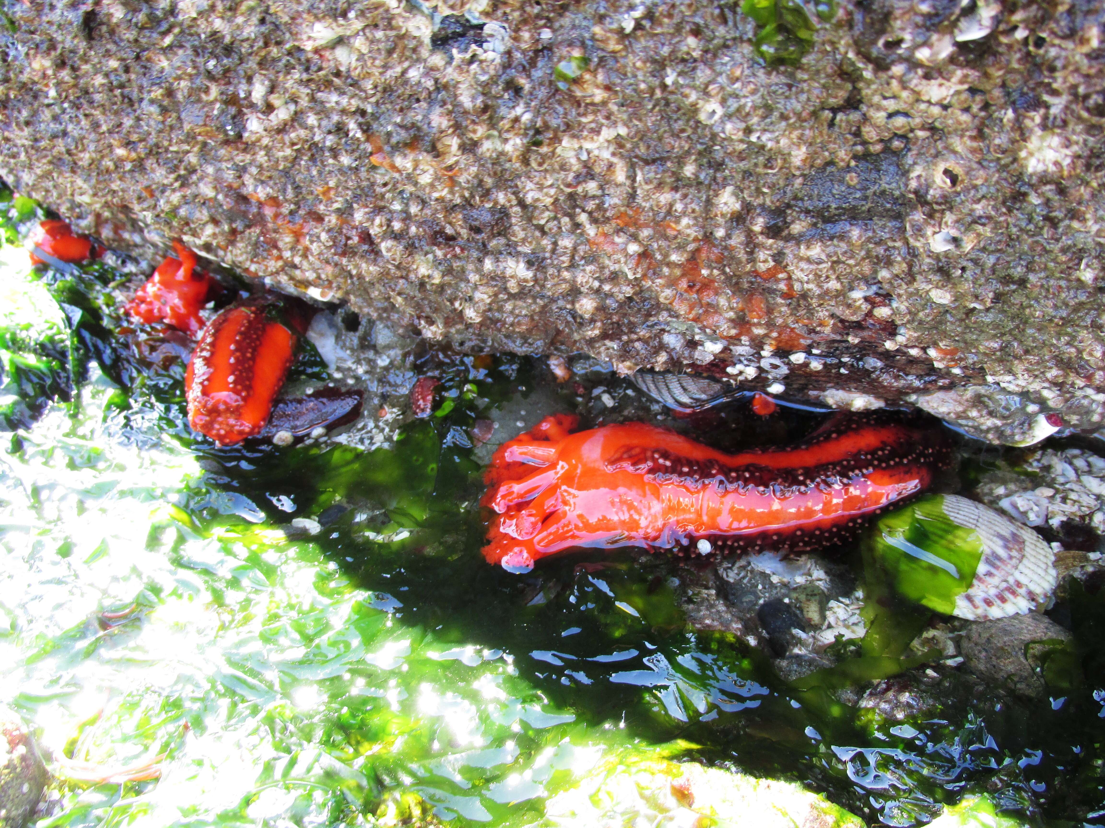 صورة Cucumaria miniata (Brandt 1835)