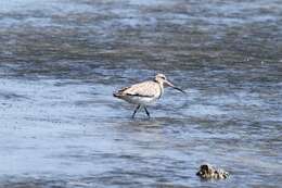 Limosa lapponica lapponica (Linnaeus 1758)的圖片