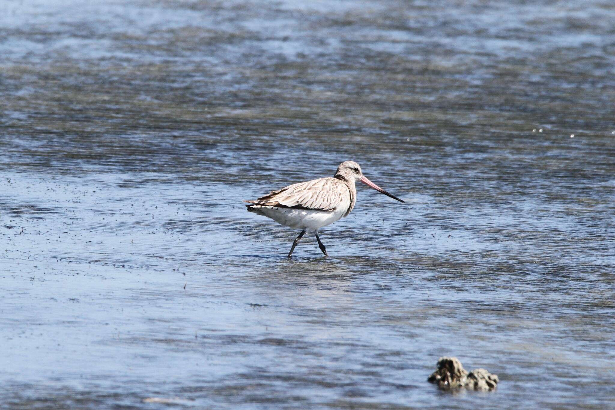 Limosa lapponica lapponica (Linnaeus 1758)的圖片