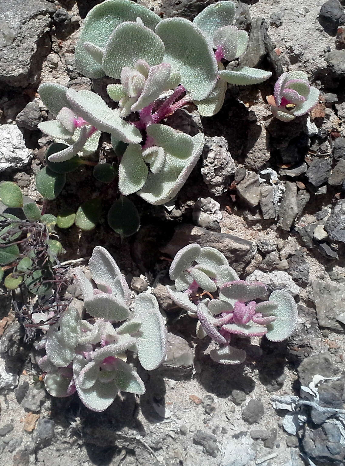 Image of sack saltbush