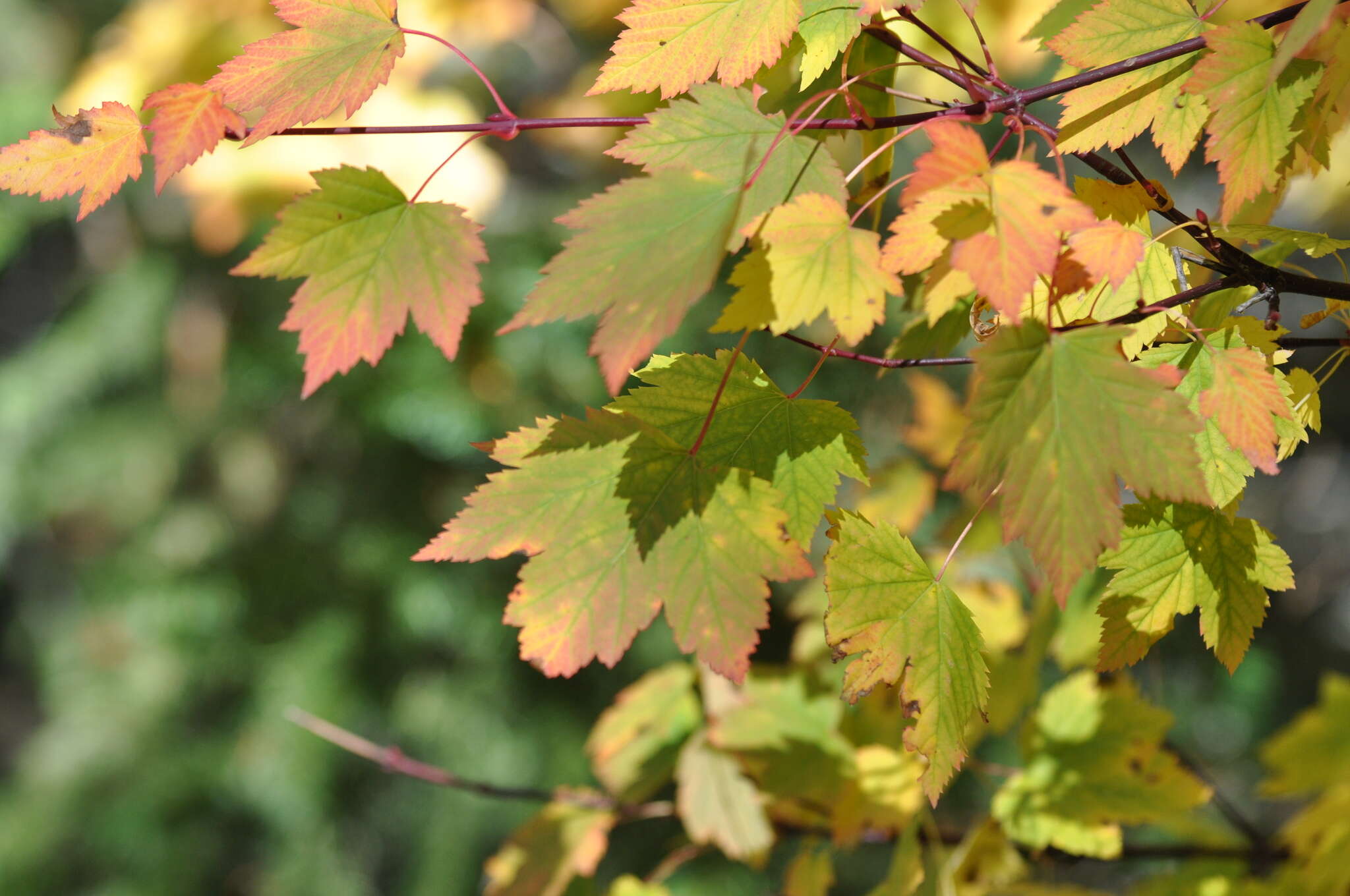 Image of Rocky Mountain maple