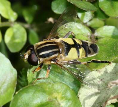 Image of Helophilus trivittatus (Fabricius 1805)