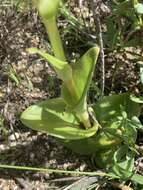 Image de Satyrium odorum Sond.