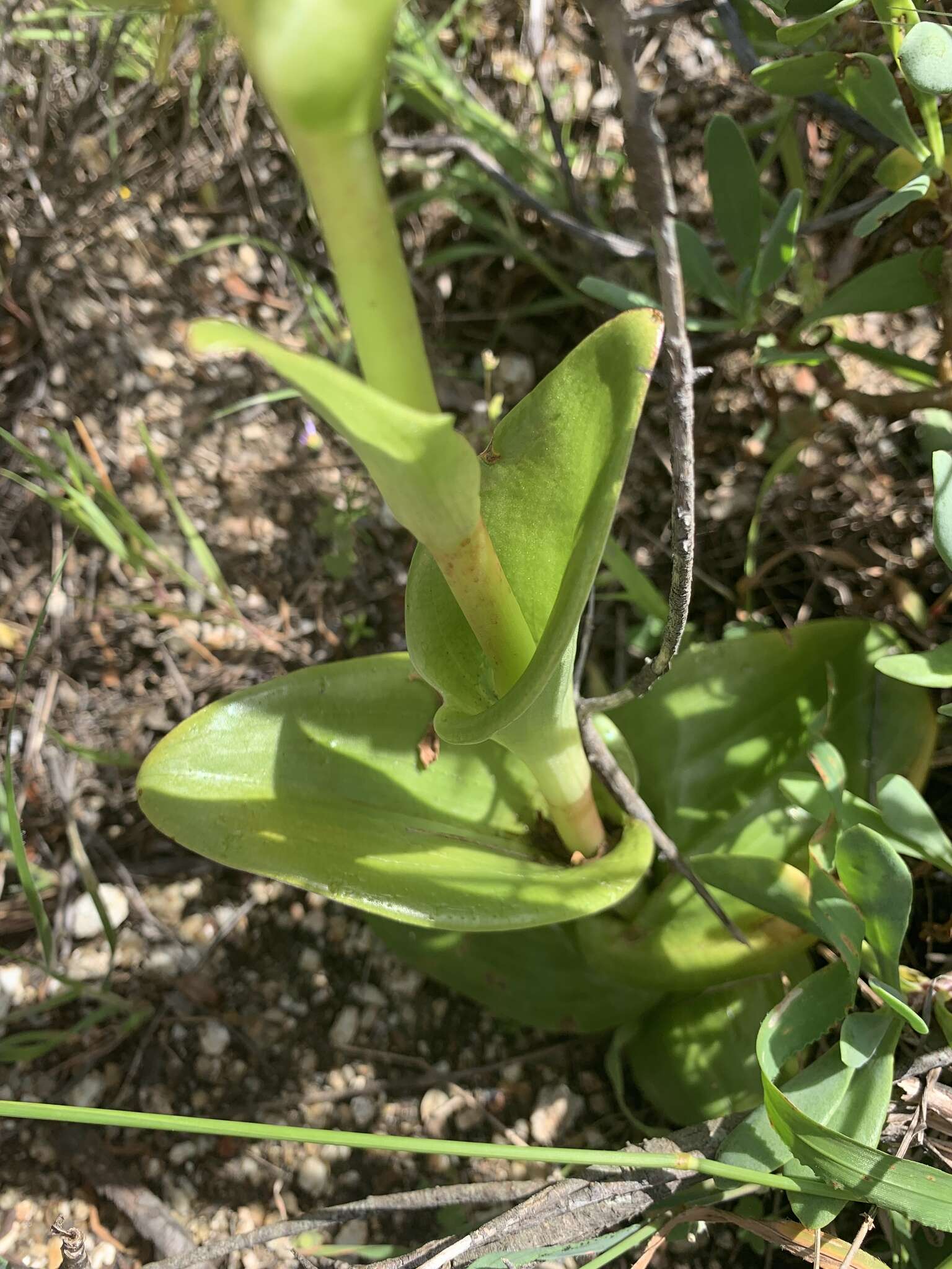 Image de Satyrium odorum Sond.