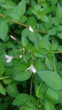 Image of fringed spiderflower