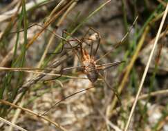 Image of Daddy longleg