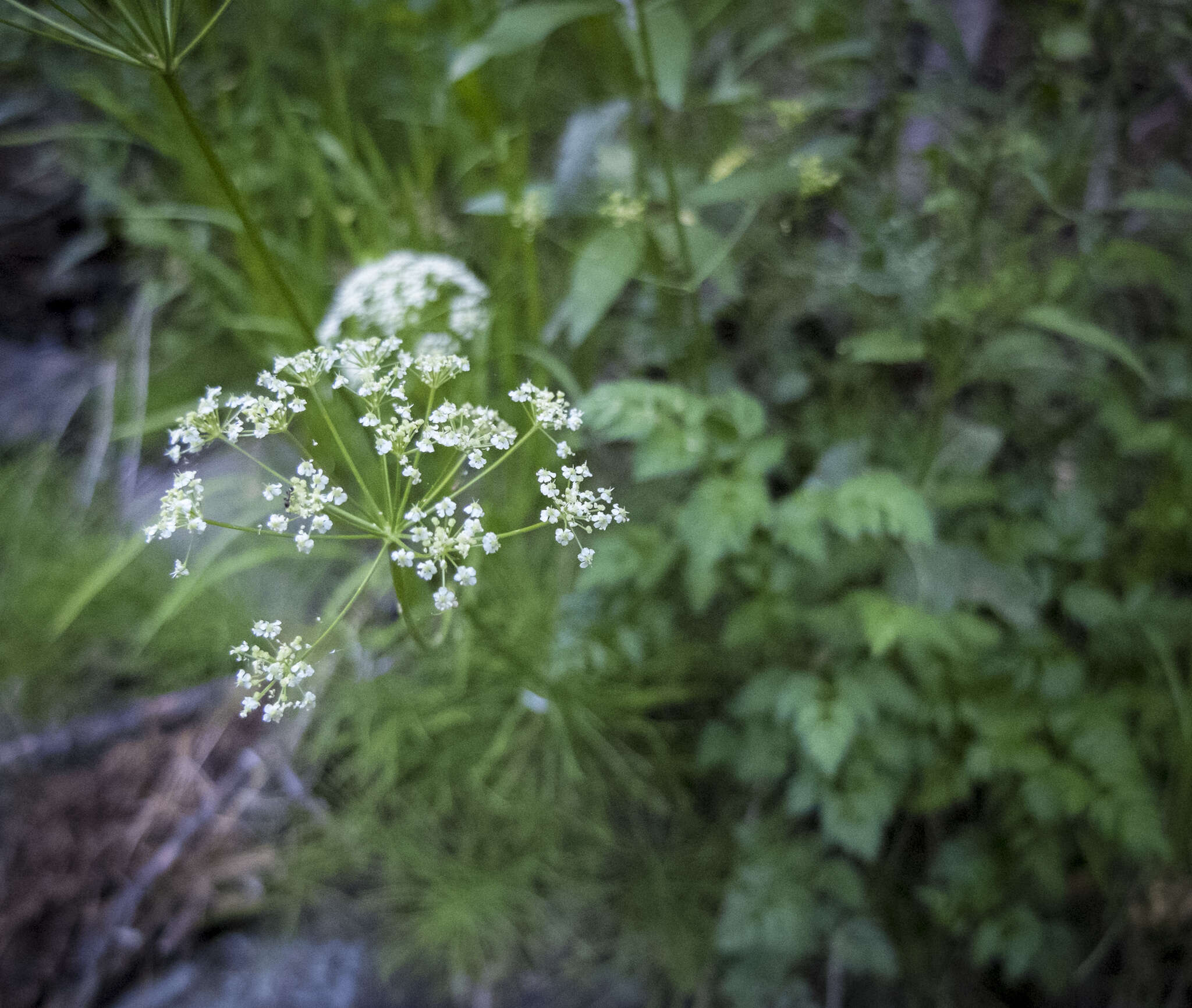 Image of Gray's licorice-root