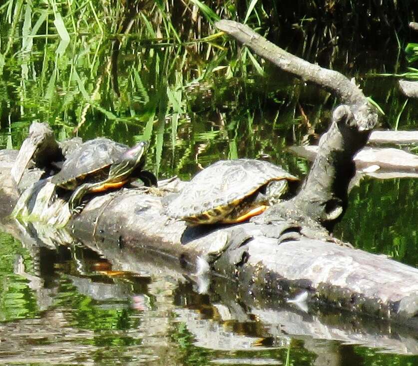 Image of slider turtle, red-eared terrapin, red-eared slider