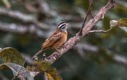 صورة Emberiza goslingi (Alexander 1906)