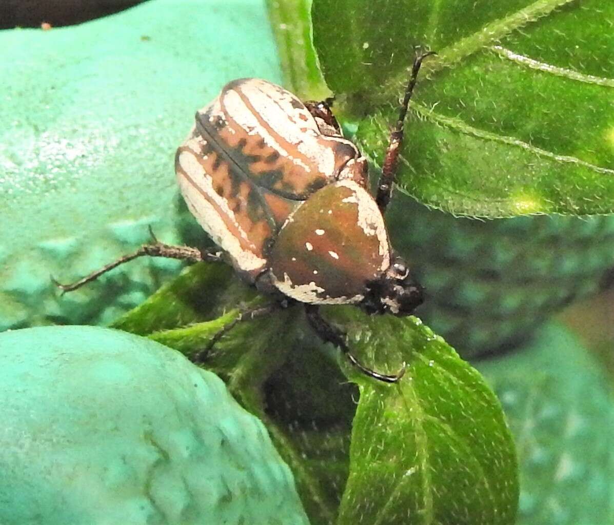 Image of Elaphinis (Micrelaphinis) irrorata (Fabricius 1798)