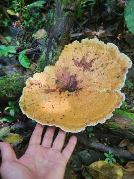 Trametes flavida (Lév.) Zmitr., Wasser & Ezhov 2012 resmi