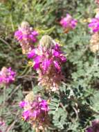 Plancia ëd Dalea bicolor var. orcuttiana Barneby