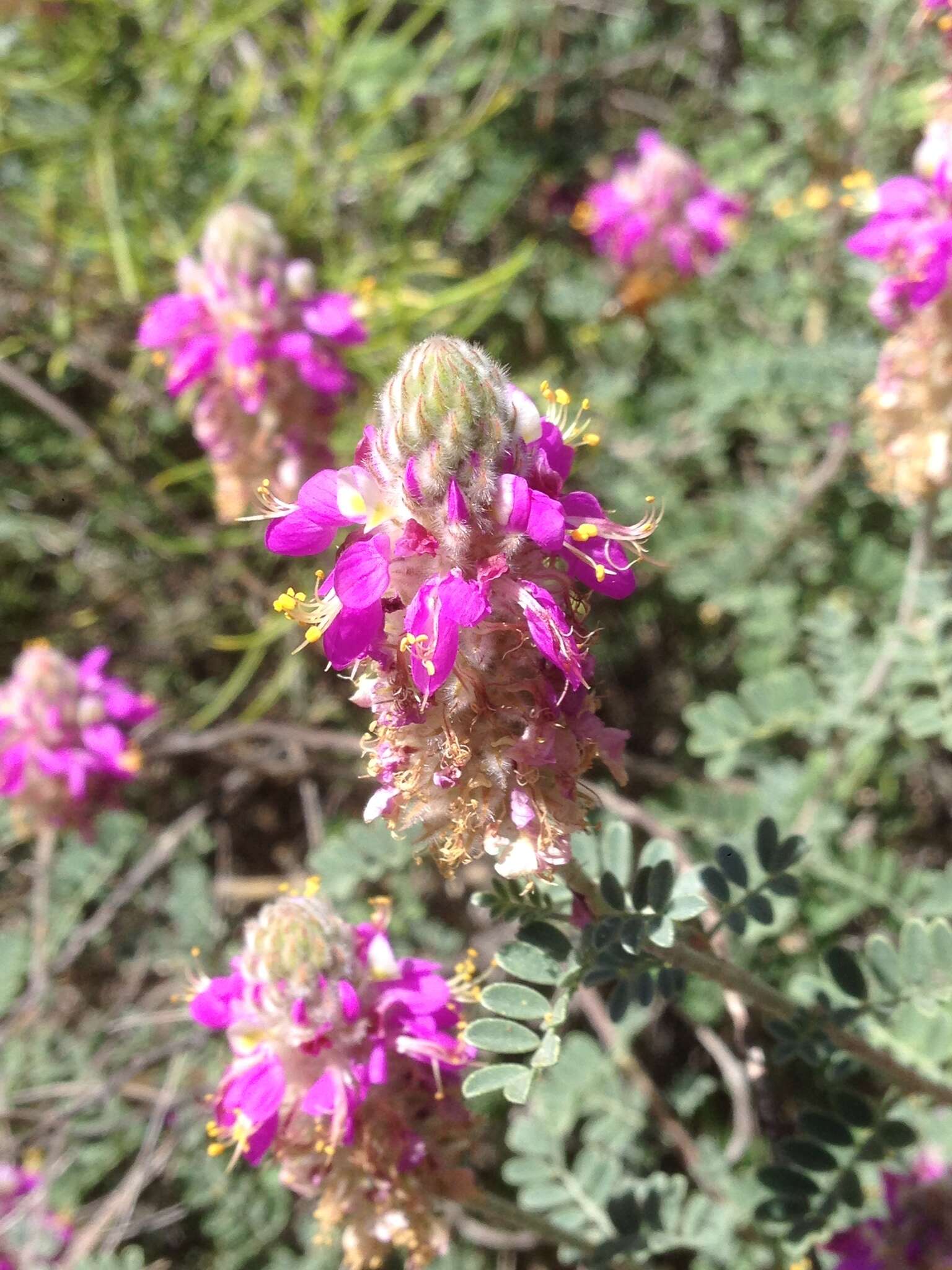 Plancia ëd Dalea bicolor var. orcuttiana Barneby