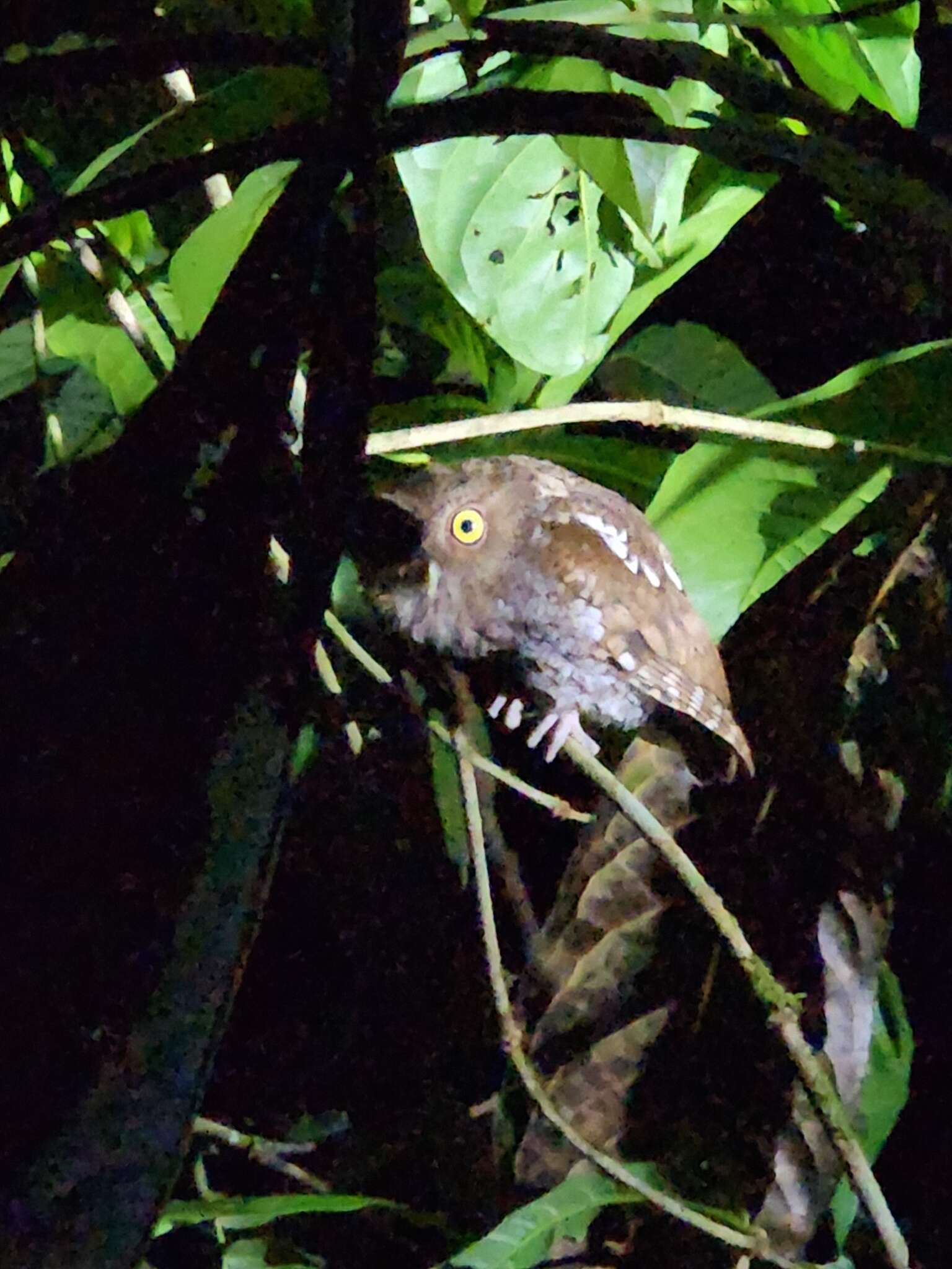 Image of Choco Screech Owl