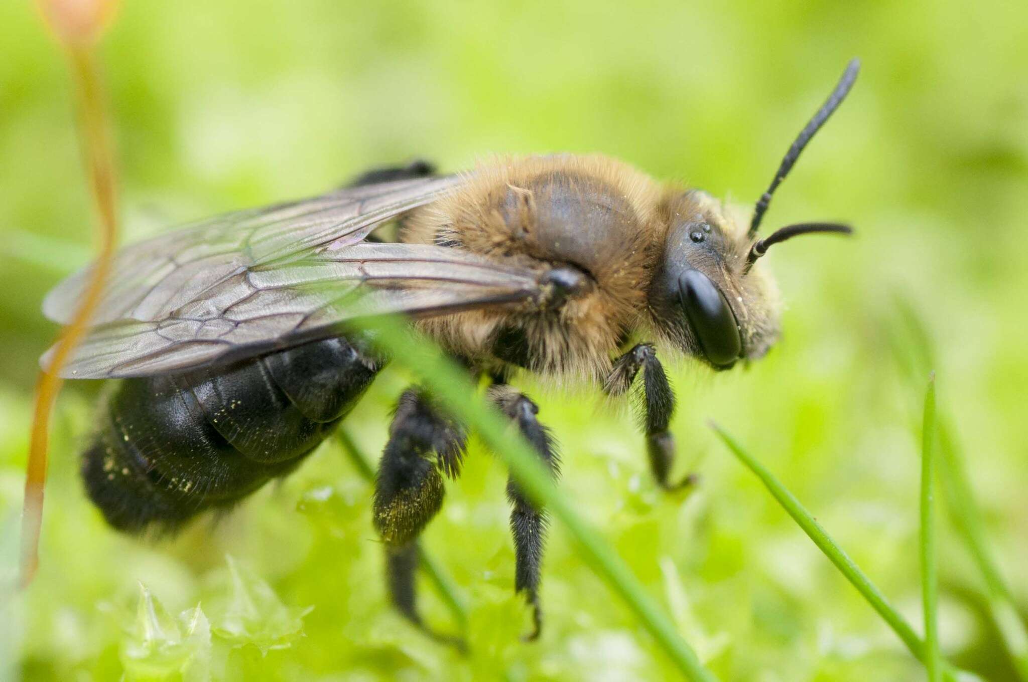 Imagem de Andrena vicina Smith 1853