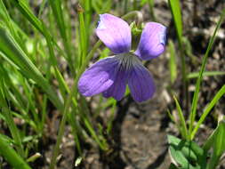 Image of prairie violet