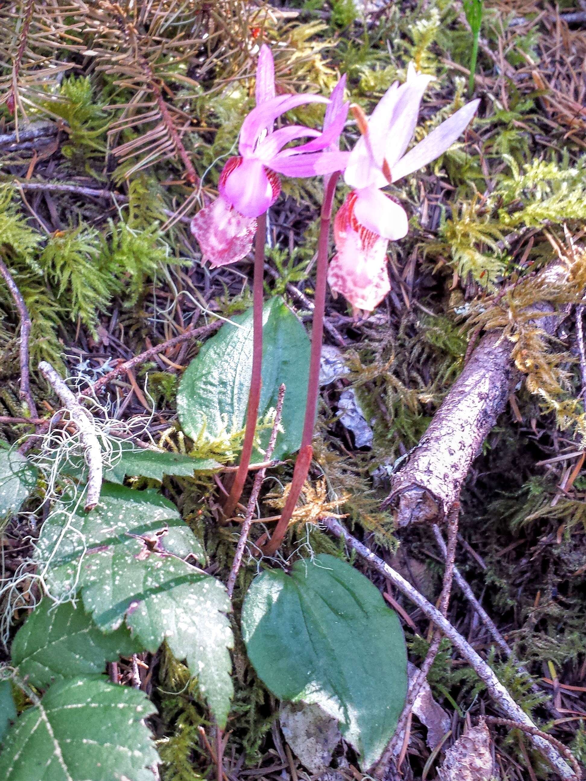 Image of calypso orchid