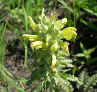 Image of Canada lousewort