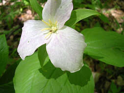 Image of White trillium