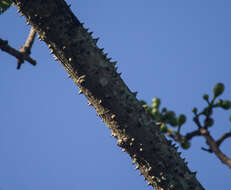 Image of Ceiba pubiflora (A. St.-Hil.) Schum.