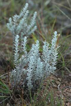 Слика од Lucilia acutifolia (Poir.) Cass.