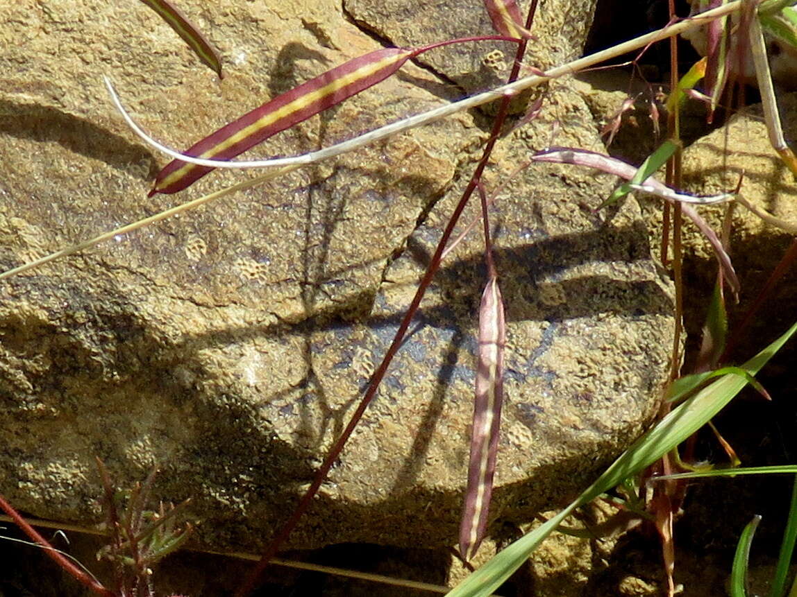 Image of Heliophila suavissima Burch. ex DC.