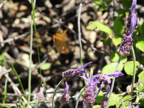 Imagem de Lavandula pedunculata (Mill.) Cav.