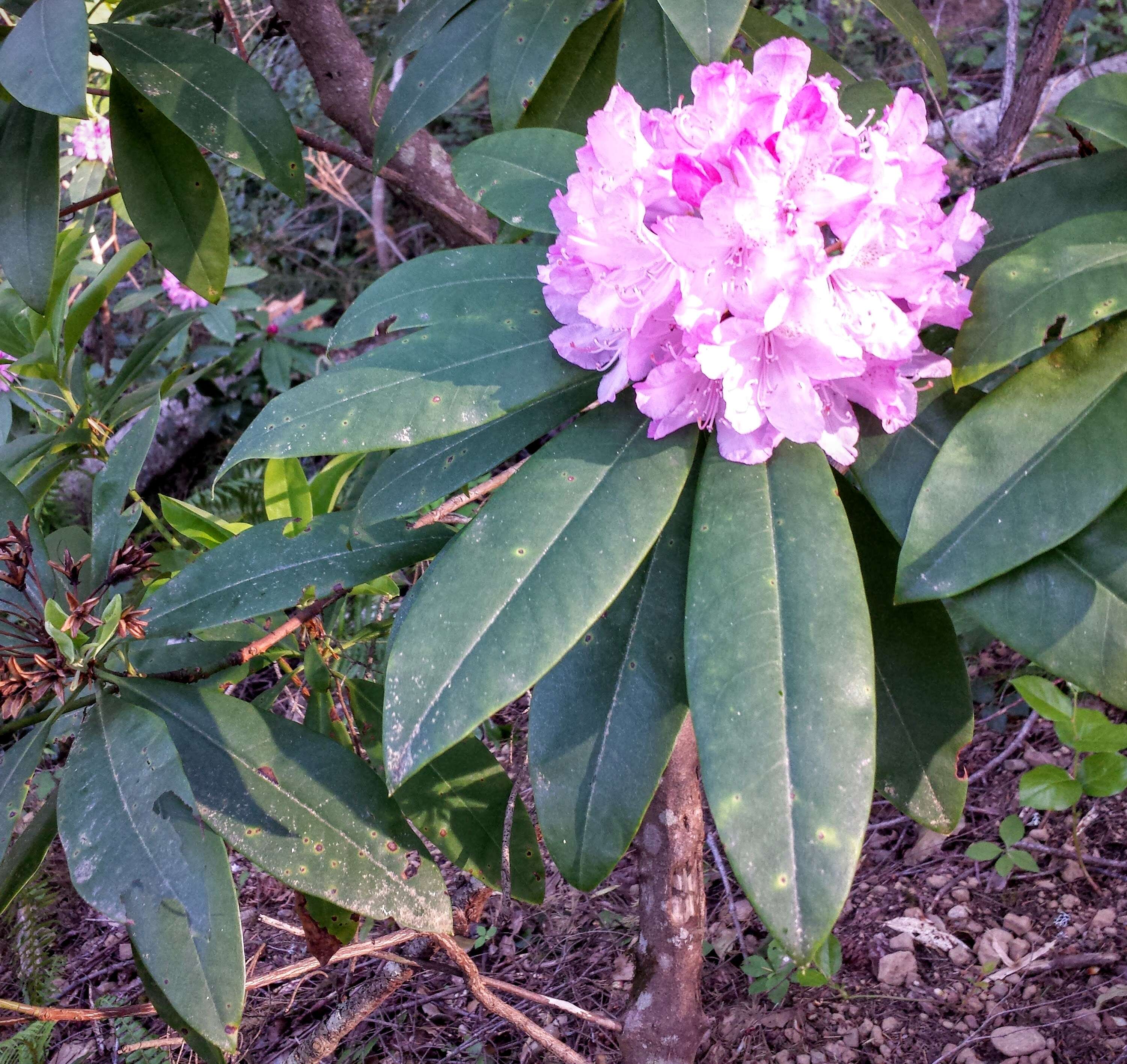 Image of Pacific rhododendron