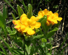 Image of hoary puccoon