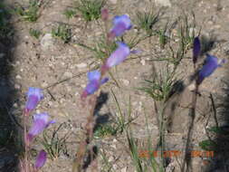 Image de Penstemon dasyphyllus A. Gray