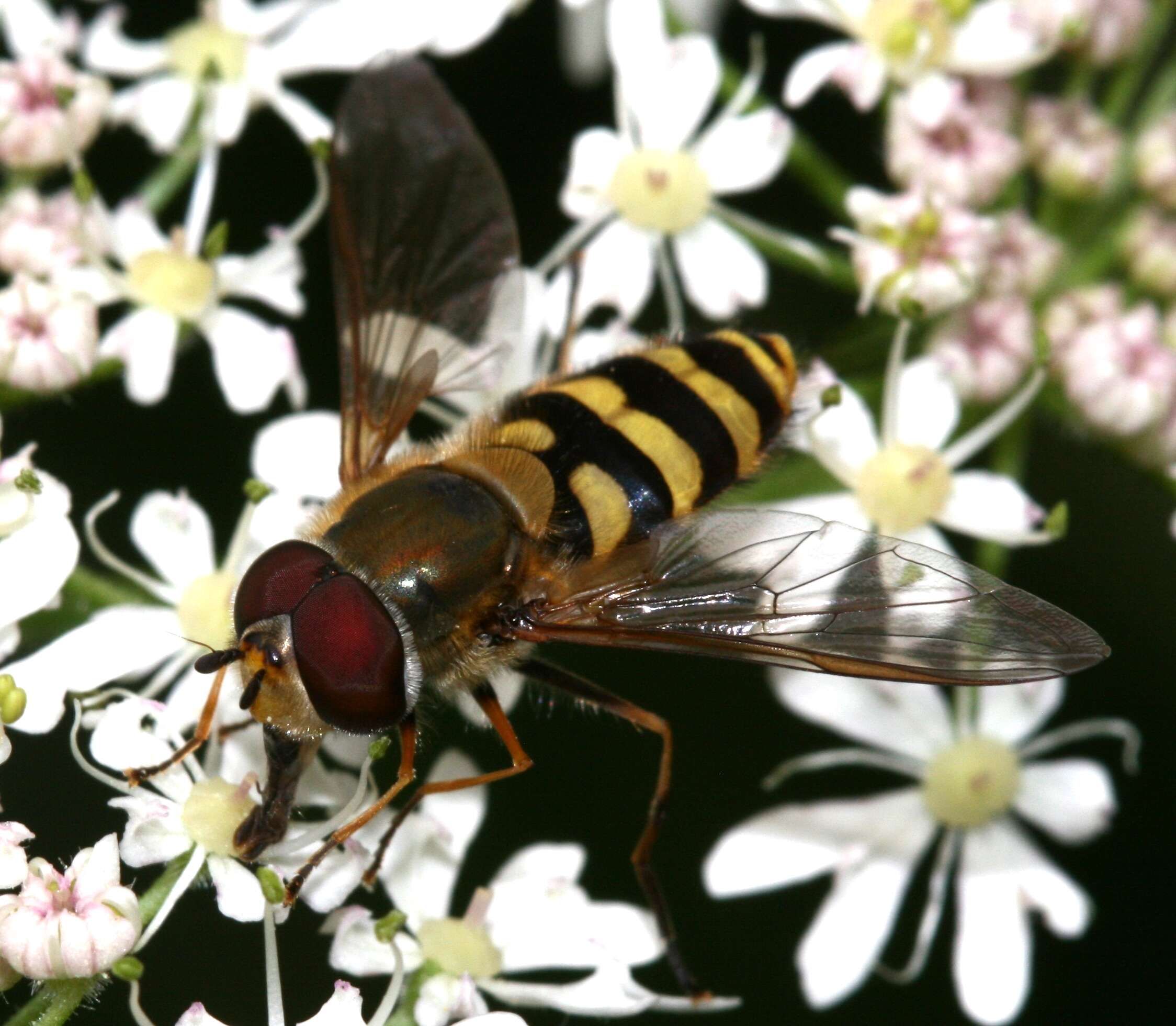 Image of Syrphus torvus Osten Sacken 1875