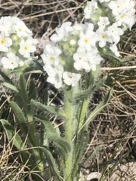 Oreocarya celosioides Eastw. resmi