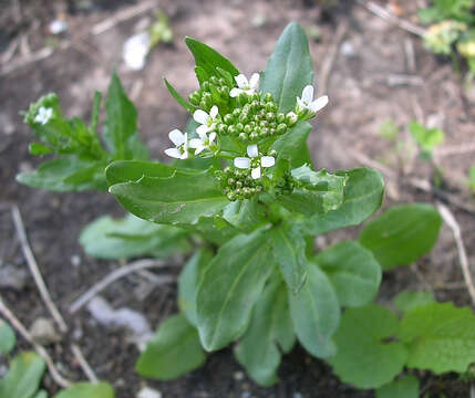 Image of field pennycress