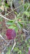 Hypoestes caudata Benoist resmi