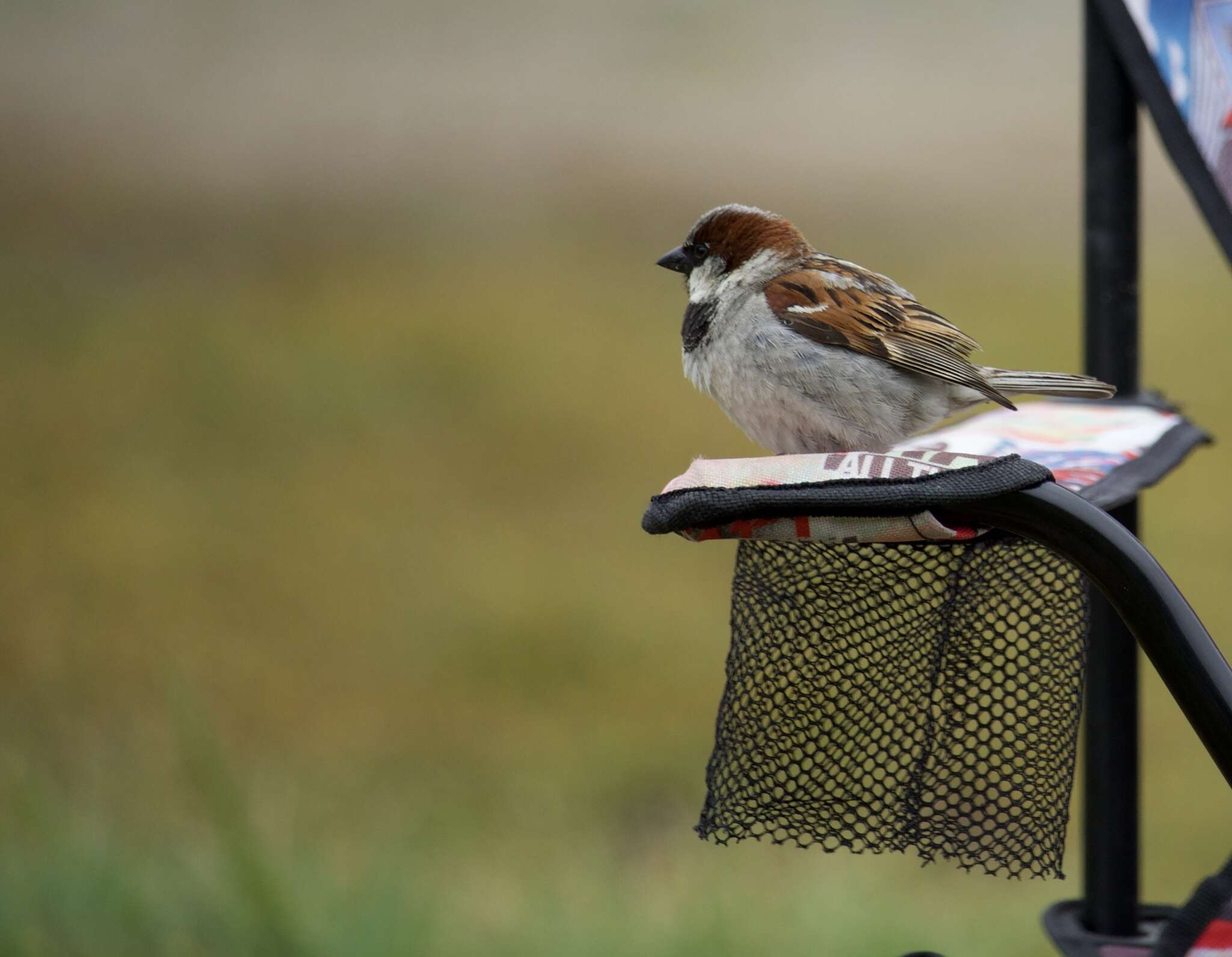 Image of Passer domesticus domesticus (Linnaeus 1758)