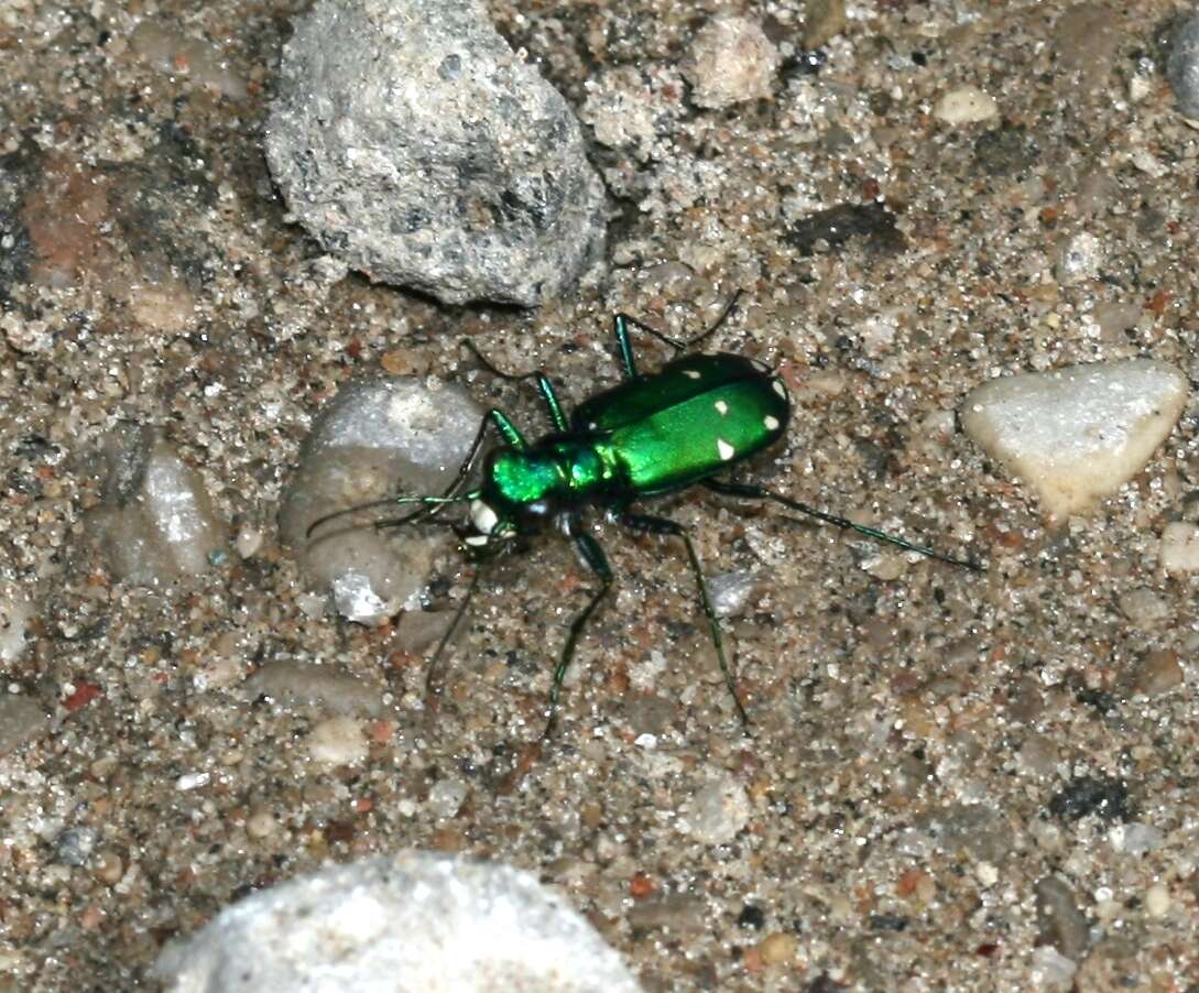 Image of Six Spotted Tiger Beetle