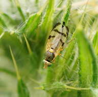 Image of Urophora stylata (Fabricius 1775)