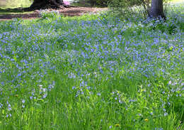 Image of Virginia Bluebell