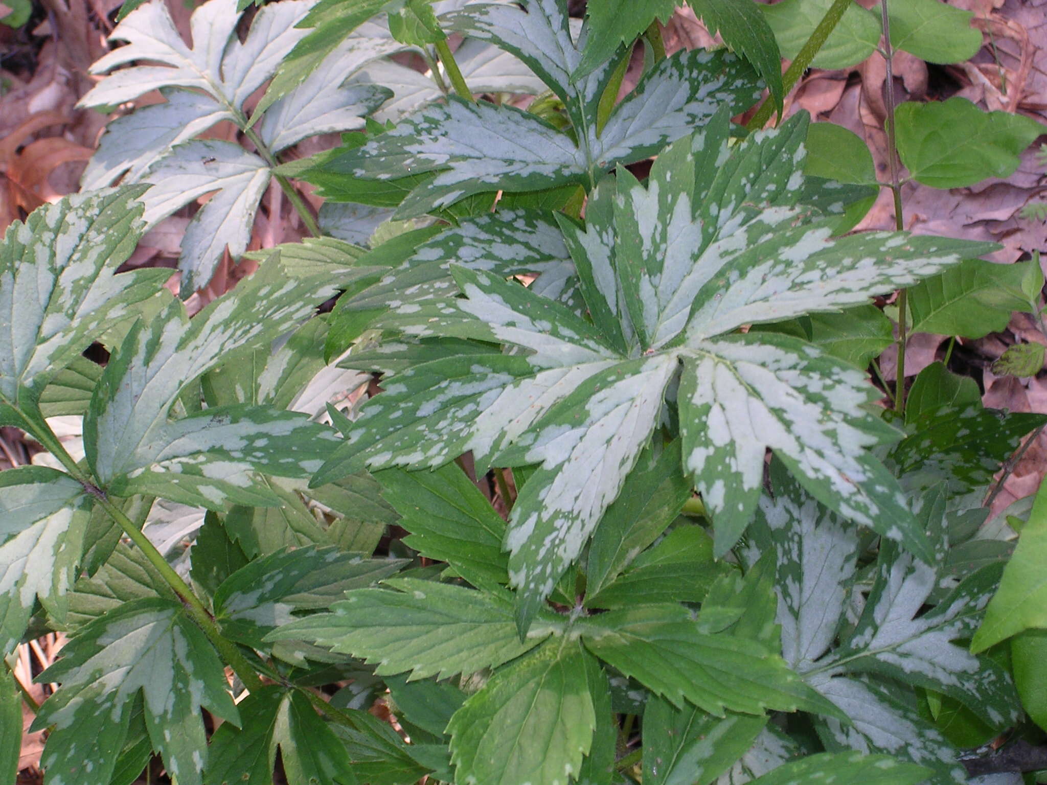 Image of eastern waterleaf