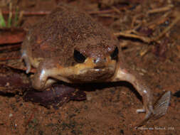 Image of Power’s Rain Frog