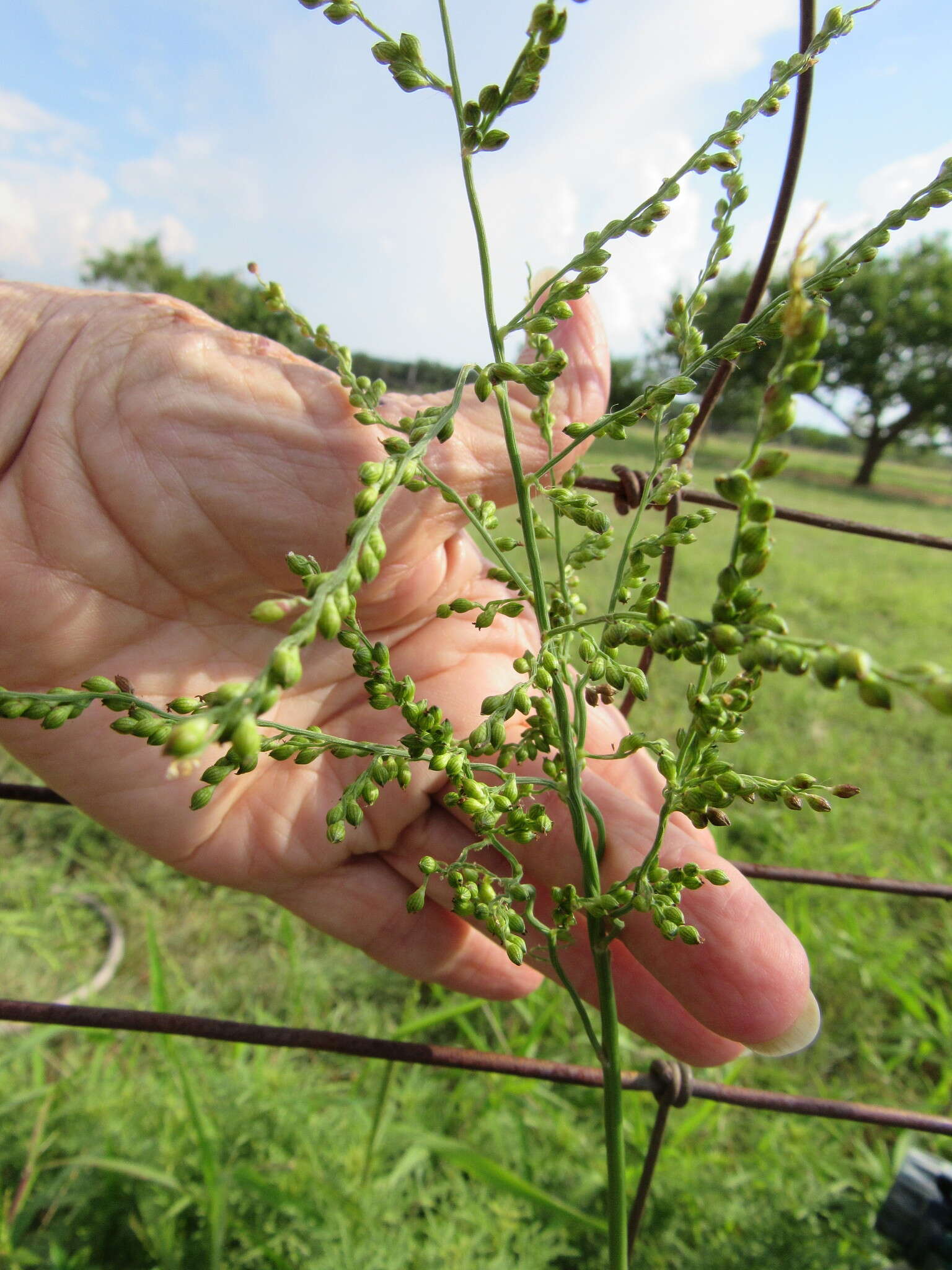 Image of Brown-Top Liverseed Grass