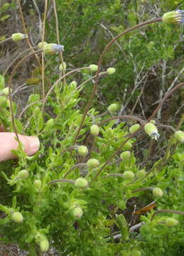 Image of Blue felicia