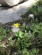 Image of broadleaf arnica