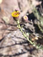 Erigeron petrophilus Greene resmi