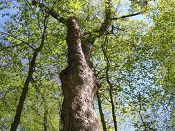 Image of sugar maple