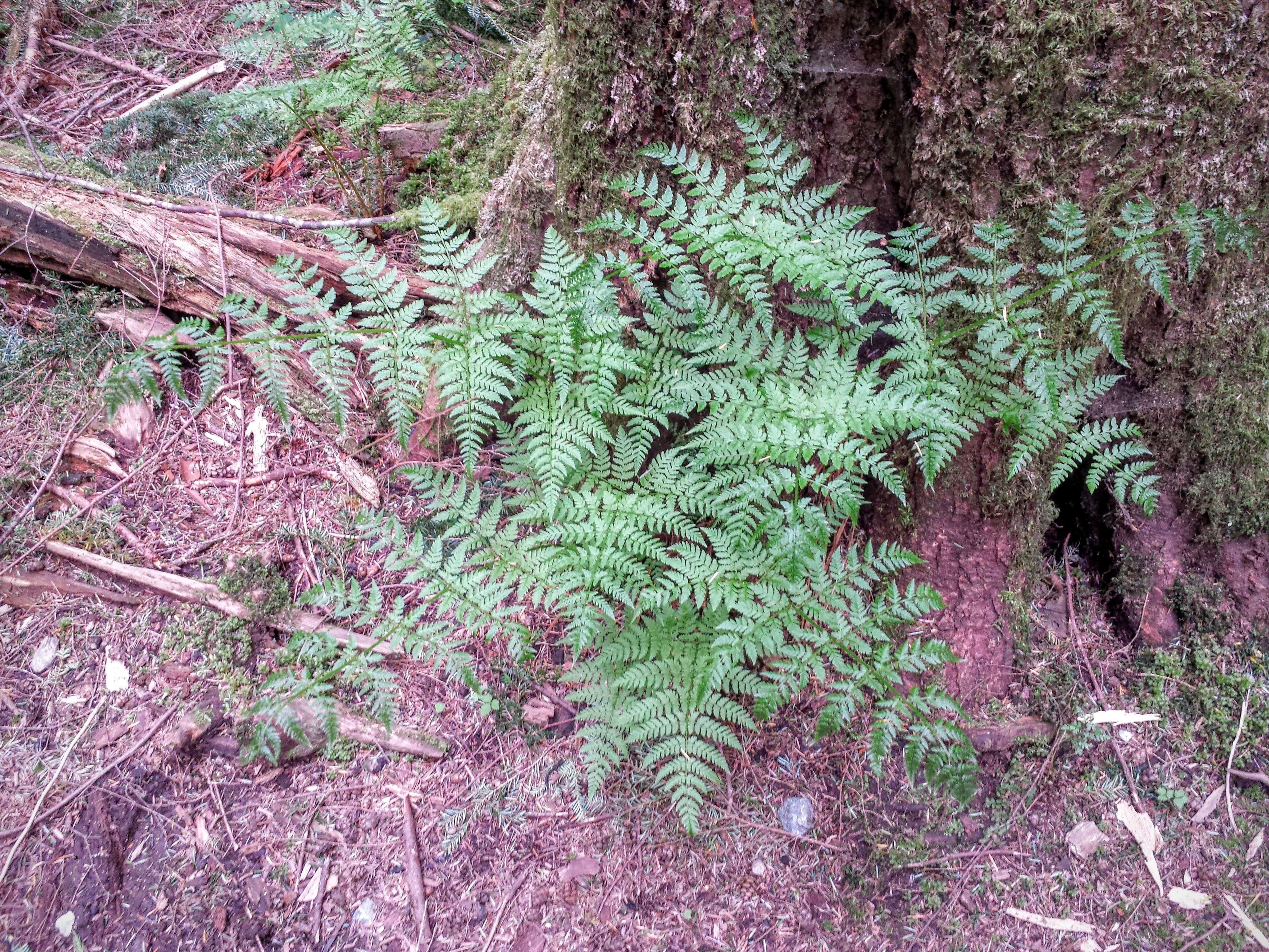 Imagem de Dryopteris expansa (C. Presl) Fraser-Jenk. & Jermy