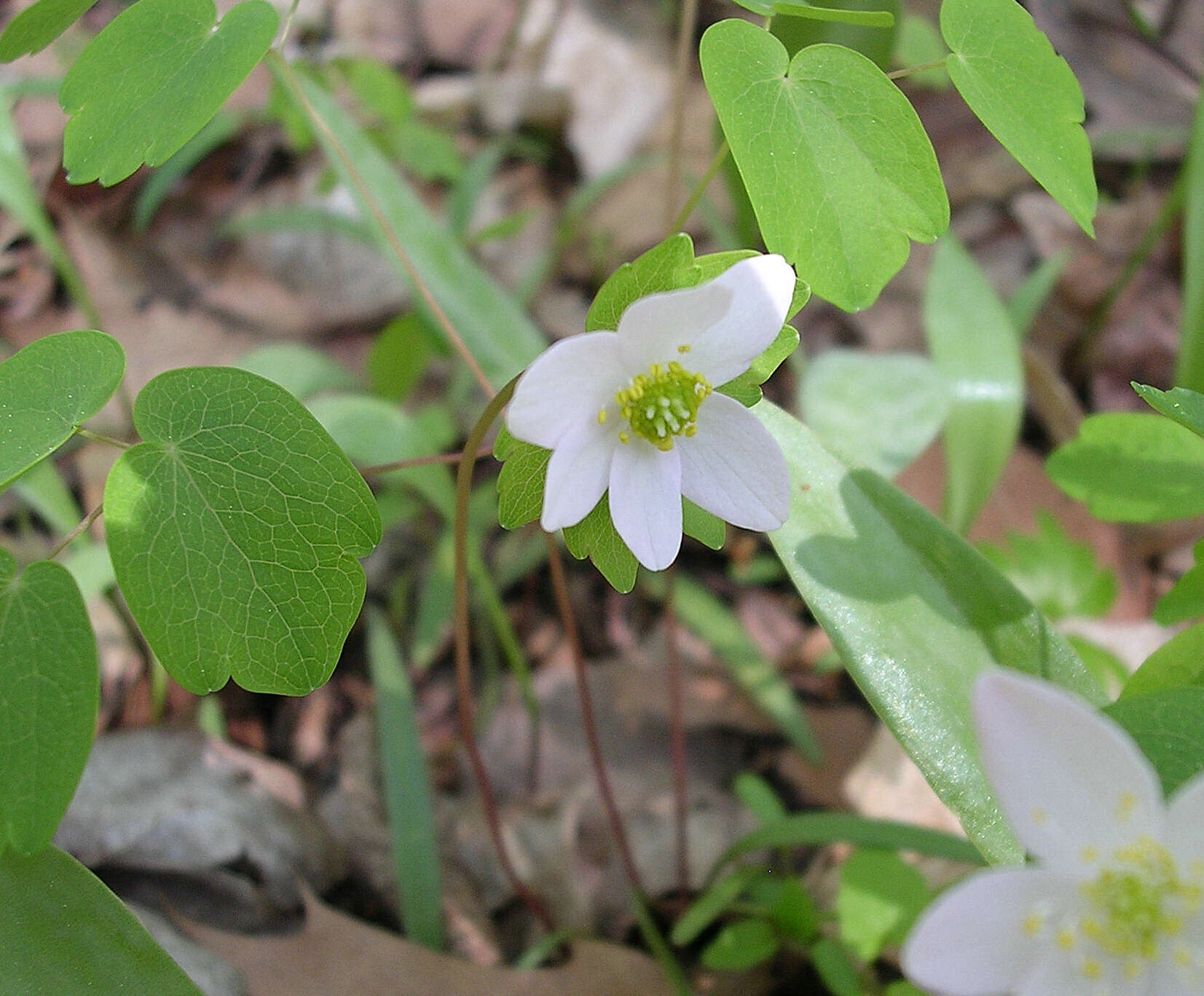 Image of Rue-Anemone