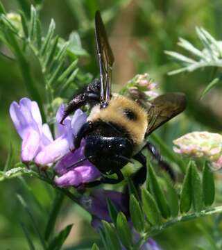 Image of Eastern Carpenter Bee