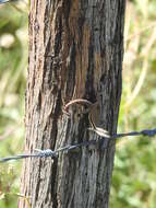 Image of Pale-bellied Hispaniolan curlytail