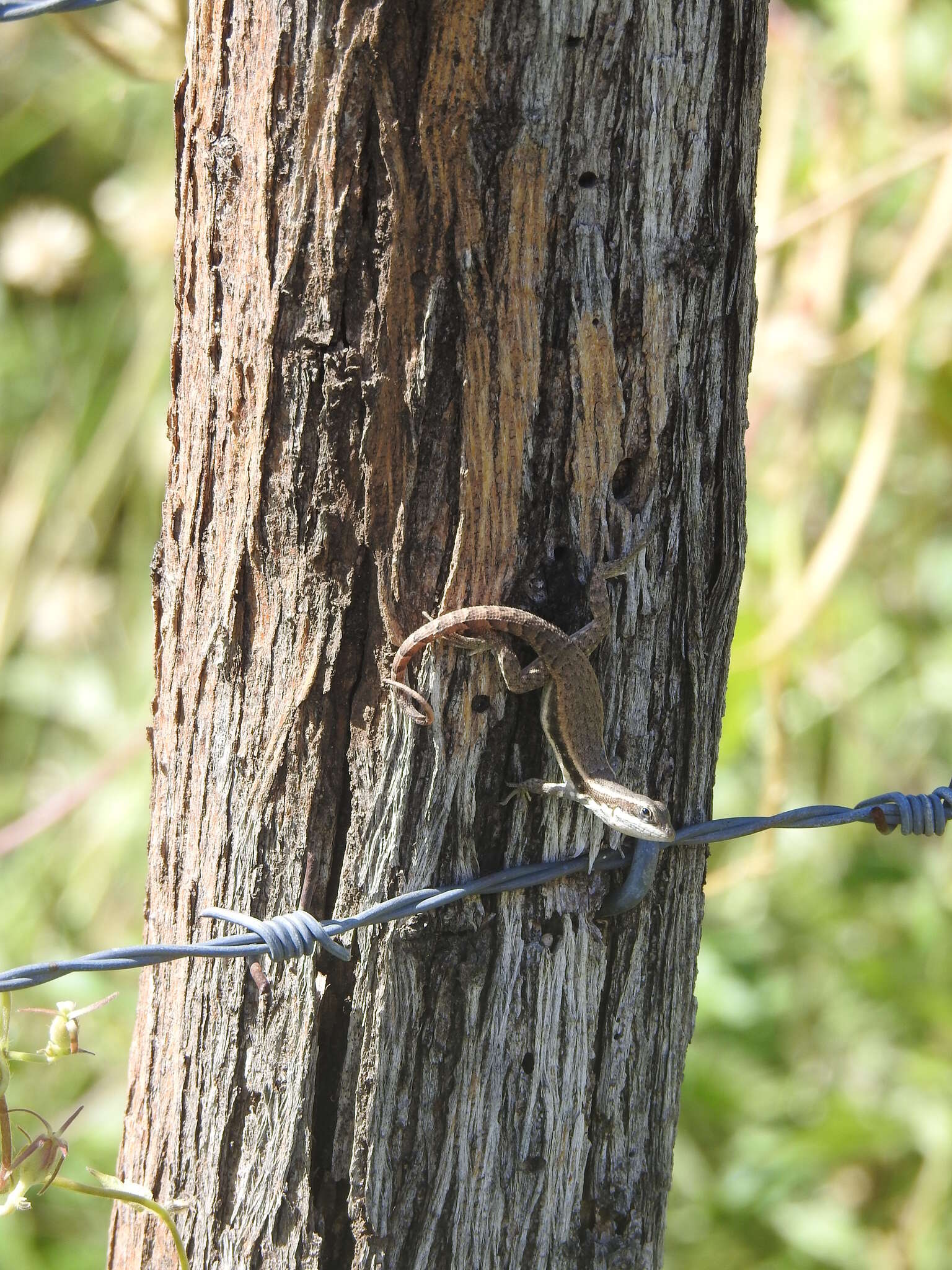 Image of Pale-bellied Hispaniolan curlytail